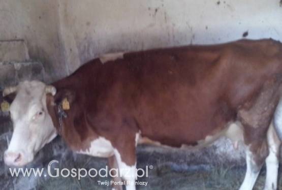 Krowa mleczna simental