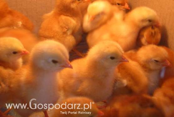 Ceny unijnych brojlerów