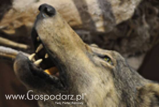 6. Międzynarodowe Targi Łowieckie