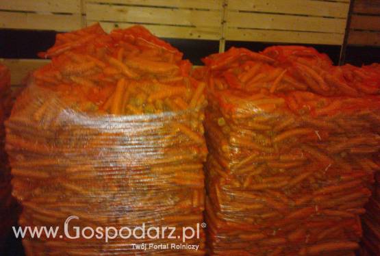 Marchew worek raszel 10 kg promocja!