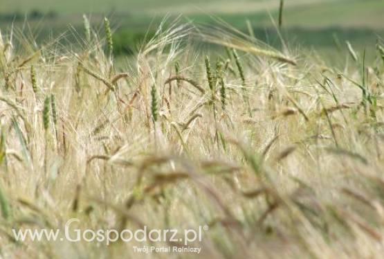 Ceny zbóż w krajowych punktach skupu