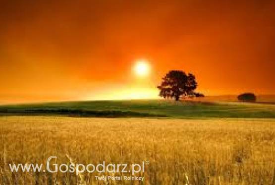 kupię żyto i inne zboże