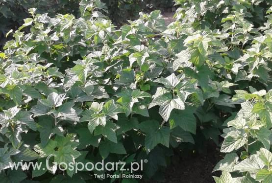 Sprzedam sadzonki porzeczki czarnej Ben connan i Ruben! Piękne krzaki.