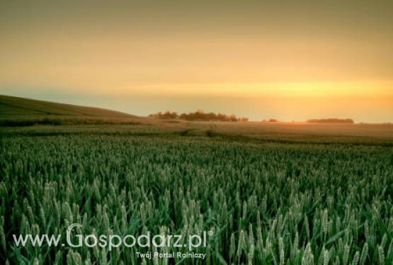 Hiszpania – Ogromne straty w uprawach pszenicy durum