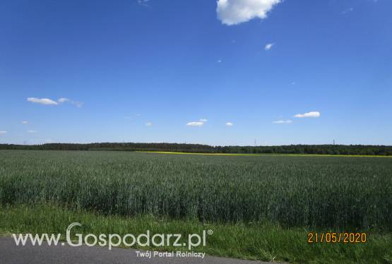 Sprzedam ziemię rolną