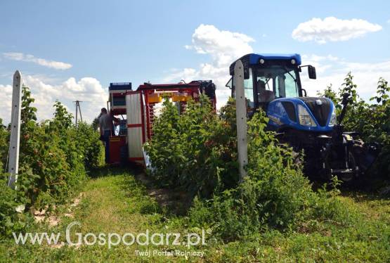 Kombajn do zbioru malin i borówki KAREN