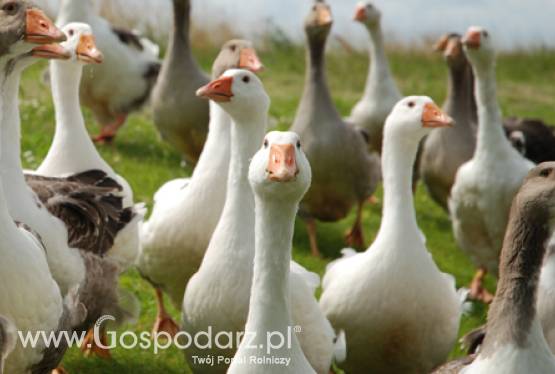 Konferencja naukowo-techniczna „Innowacyjność w produkcji zwierzęcej – oczekiwanie czy konieczność”