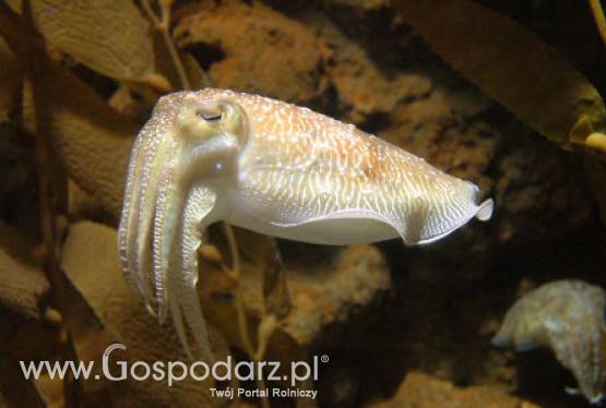 Japonia – „Żywa potrawa” prawdziwym hitem!