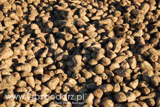 Uwaga plantatorzy buraka cukrowego