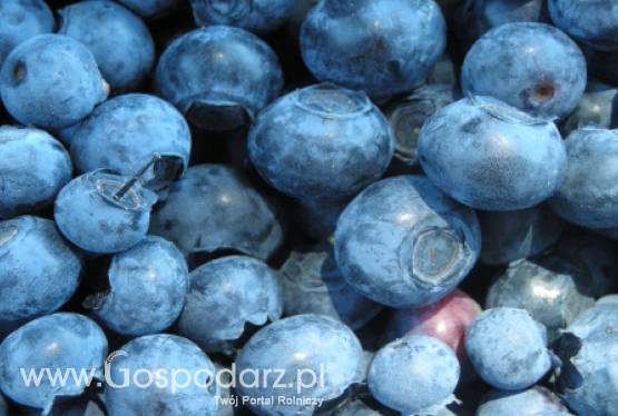 Ukraina – Większa produkcja owoców i jagód?