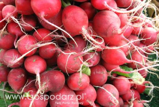 Hongkong i Rosja – Wprowadzenie zakazu importu produktów spożywczych z Japonii