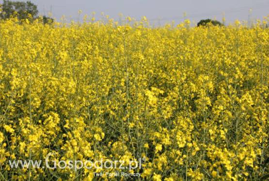 Ceny oleistych na giełdach światowych - 18.05.2012