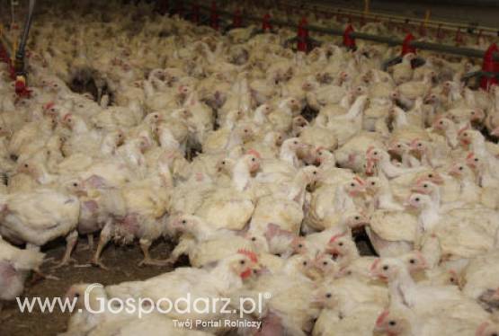 Rośnie eksport unijnego drobiu