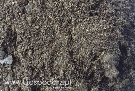 Makuch słonecznikowy