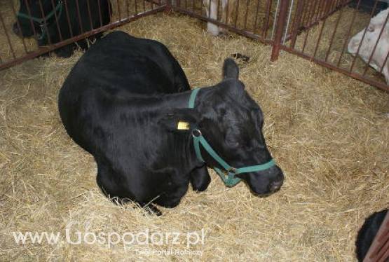 Rosja – Embargo na import zwierząt z części unijnych krajów zostanie zniesione?