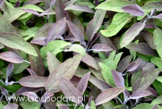 Szałwia lekarska (Salvia oiiicinalis „Purpurascens”)