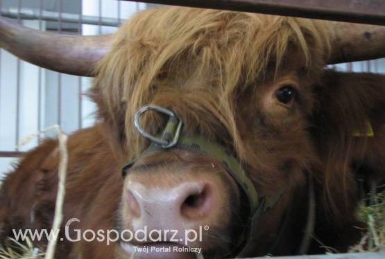 Będą dodatkowe pieniądze dla producentów wysokiej jakości wołowiny z certyfikatem QMP