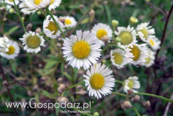 Rumianek pospolity (Matricaria chamomilla L.)