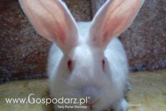 Sprzedam króliki ras termondzki biały oraz nowozelandzki biały