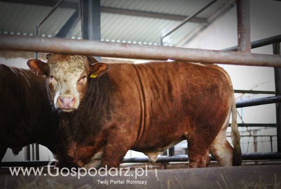 Skup bydła / trzody - ZMBM