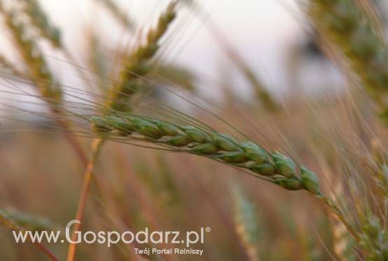 Powołanie Zespołu ds. rozwoju odnawialnych źródeł energii