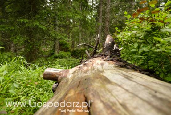 Zbliża się czas na złożenie wniosków o wypłatę wsparcia na zalesione grunty