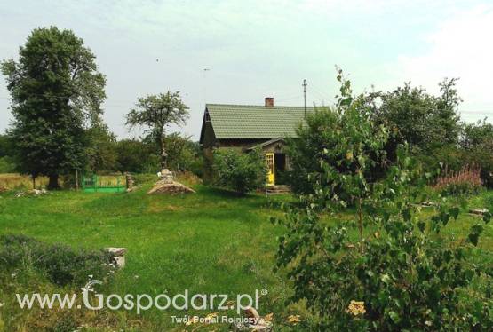 Pilnie : Siedlisko 3,17 ha Puszcza Stromiecka (ew. zamiana).