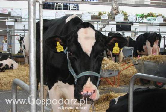 USA – Spadek produkcji mleka