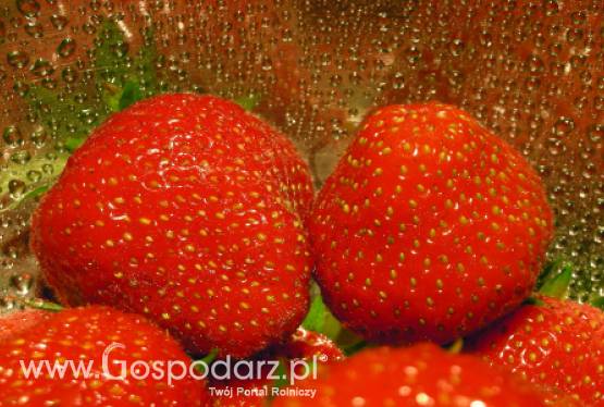 Szara pleśń, czyli truskawki w niebezpieczeństwie