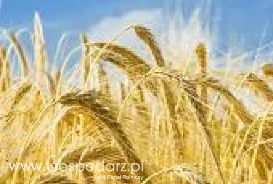 Kupię jęczmień, jęczmień ekologiczny