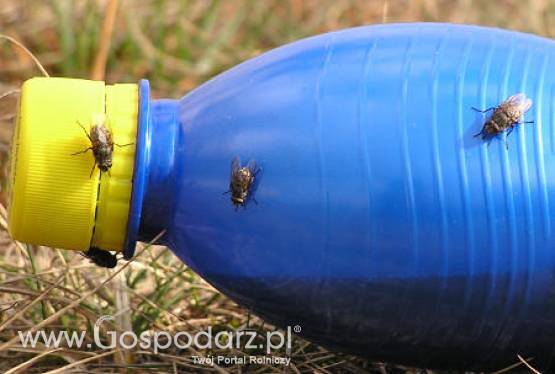 Amazonia – Znaleziono grzyba żywiącego się poliuretanem