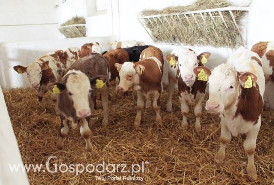 Sprzedaż cieląt ras mięsnych mieszanych i HF