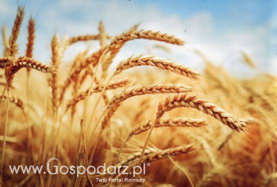 Wydzierżawię, wynajmę, zadzierżawię grynty orne