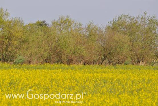 Kanada – Wzrost zasiewów canoli