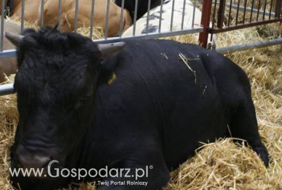 Lepsze mięso od zrelaksowanej krowy, czyli nowy sposób na ubój