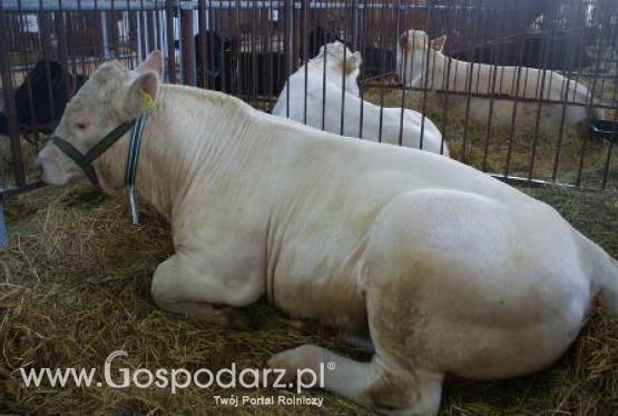 Ubój zwierząt gospodarskich na użytek własny