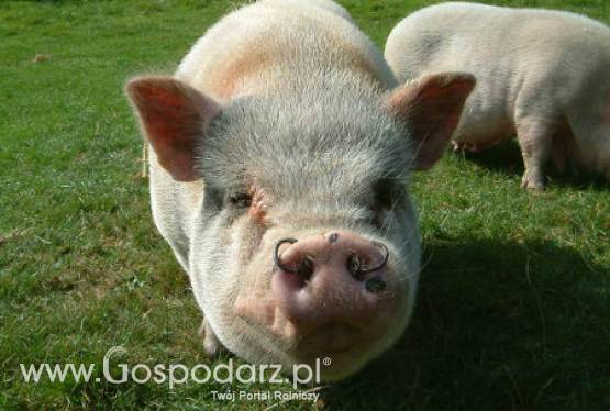 Dopłaty do prywatnego przechowywania wieprzowiny