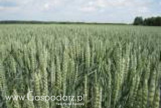 Pszenica ozima Arkadia