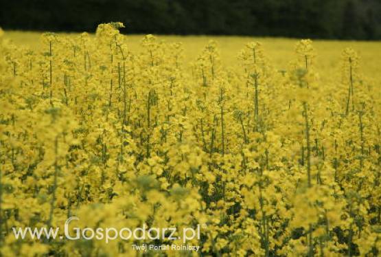 Tydzień na rynku giełdowym oleistych – 26.03.2012