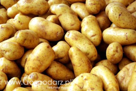 Lepsze zbiory ziemniaków w Rosji