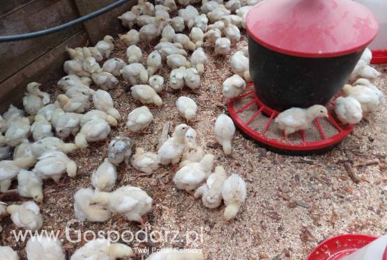 Brojlery 3 tygodniowe do dalszego odchowu
