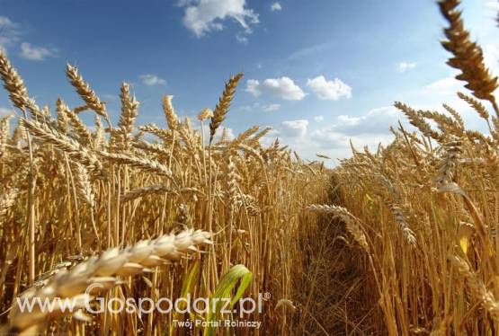 **** KUPIĘ ZBOŻA EKOLOGICZNE ******