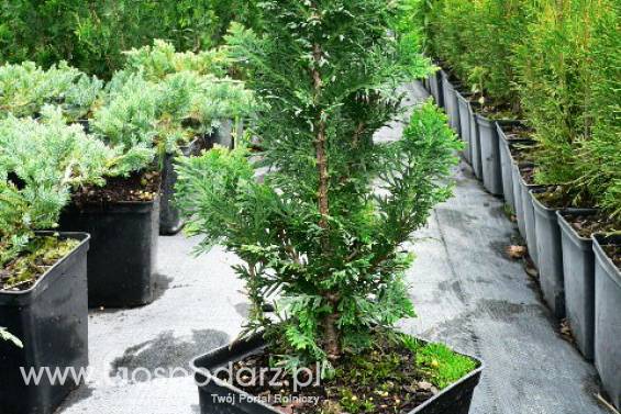 Thuja Occidentalis 