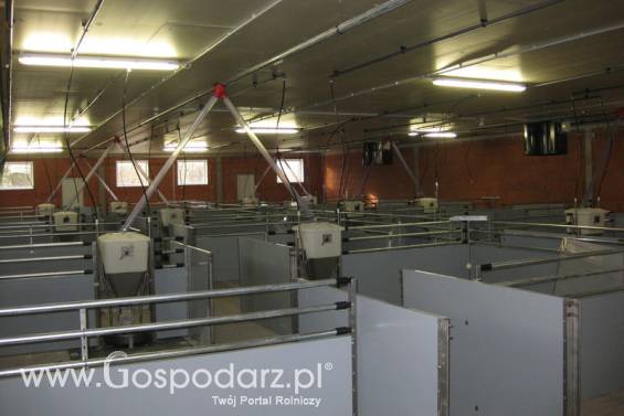 Wyposażenie chlewni - hodowla tuczników