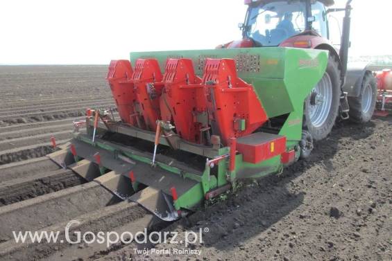 Sadzarka do ziemniaków 4 rzędy 75cm BASELIER