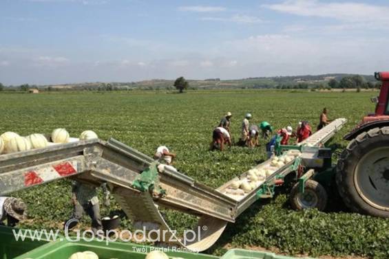 Taśma kapuściana o długości 7 m, szerokości 40 cm SWEERE