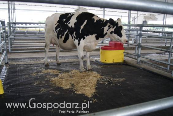 Promat Materace dla krów w ciąży i cielętami