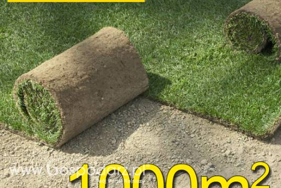 Trawa z rolki, trawa rolowana UŻYTKOWA 1000m2użytkowa trawa rolowana, darń w rolce