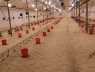 Ferma drobiu (2500 m2); gmina Ostróda