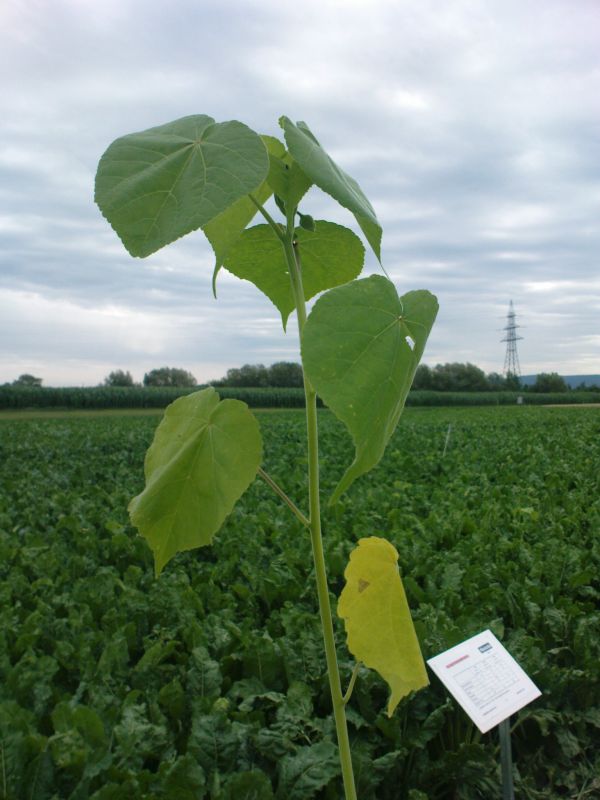 Zaślaz pospolity, Abutilon theophrasti